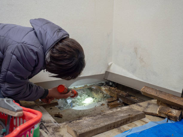 Best Emergency Mold Remediation  in Beach Park, IL