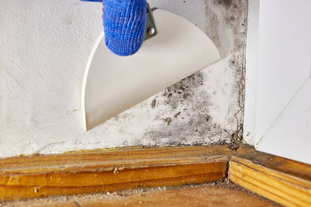 Best Post-Construction Mold Inspection  in Beach Park, IL