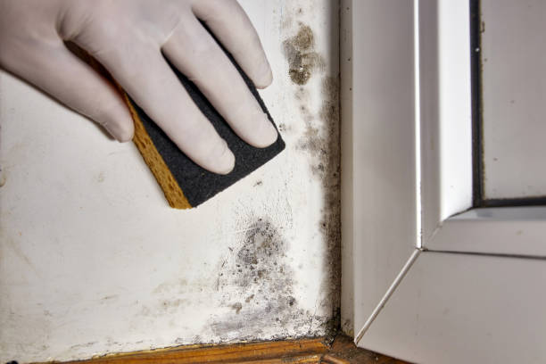Best Mold Documentation for Insurance Claims  in Beach Park, IL