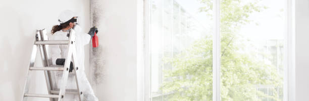 Best Mold Prevention Services  in Beach Park, IL